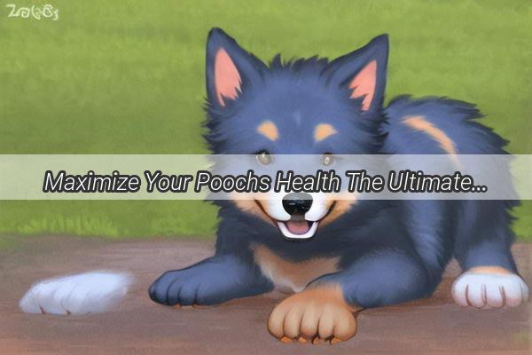 Maximize Your Poochs Health The Ultimate Guide to Serving SmiDa Probiotics for Dogs the Right Way